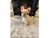 PoulaTo: French bulldog